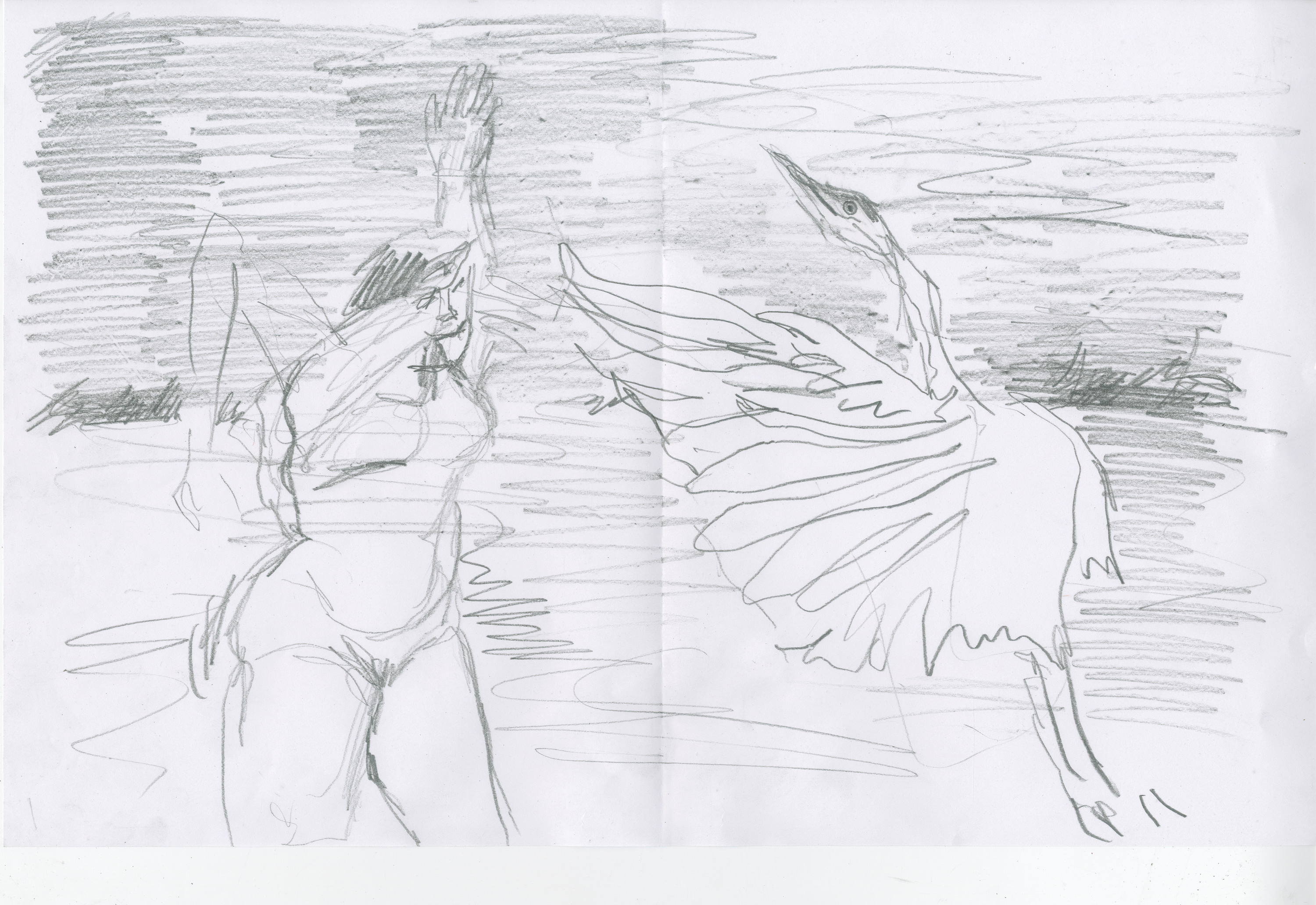 Heron first doublepage spread